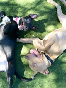 Poppy (left) playing with her buddy Bo at ACC