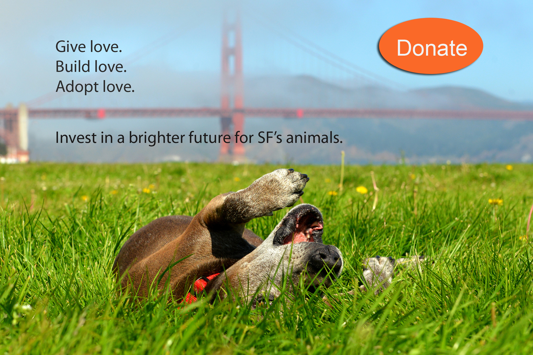 dog rolling in the grass with the golden gate bridge in the background.