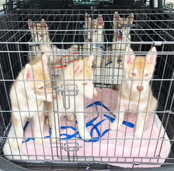 Six husky pups