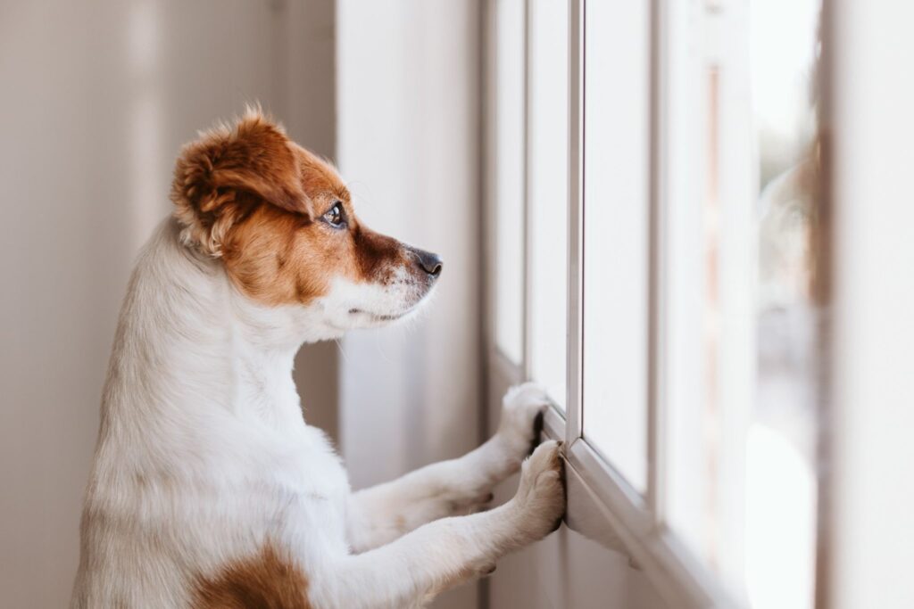 Dog looking out a window.